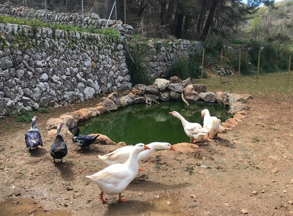 Finca Ses Fontanelles Andratx  Exterior foto